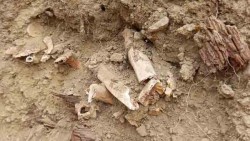 Посмртни остаци на прекопаном српском гробљу у Косовској Митровици Фото: РТС