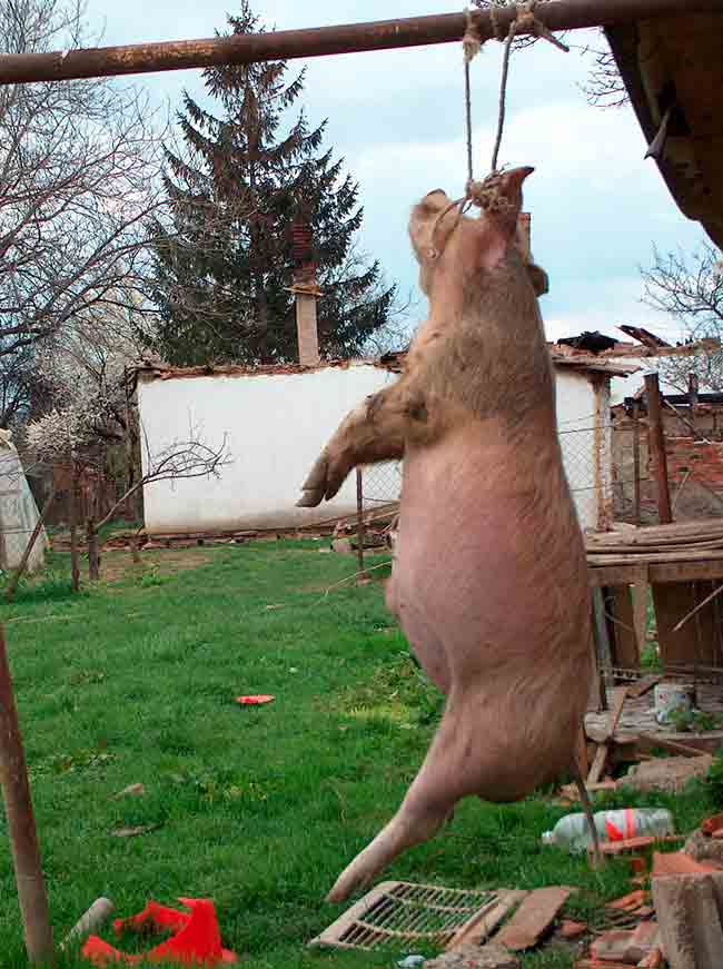 Убијане су и „српске“ домаће животиње, погото свиње чијим називом (шкије, Shkije, Shkje) Шиптари и иначе називају Србе Фото: Архива, 2004.